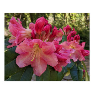 Rosa Rhododendronblüten Floral Poster