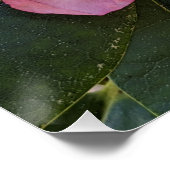 Rosa Rhododendronblüten Floral Poster (Ecke)