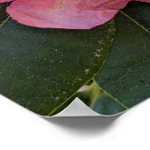 Rosa Rhododendronblüten Floral Poster (Ecke)