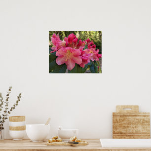 Rosa Rhododendronblüten Floral Poster