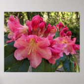 Rosa Rhododendronblüten Floral Poster (Vorne)