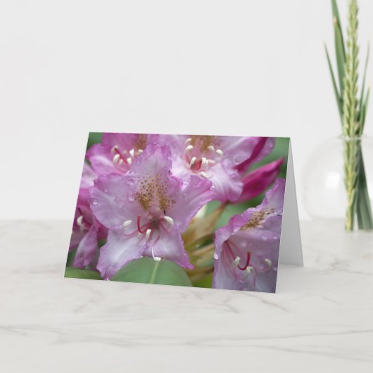 Rosa Rhody Karte (Vorderseite)