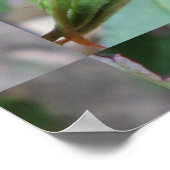 Rosa Roja Flor Poster (Ecke)