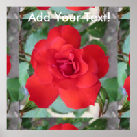 Rosa Roja Flor