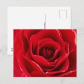 Rosa roja postkarte (Vorne/Hinten)