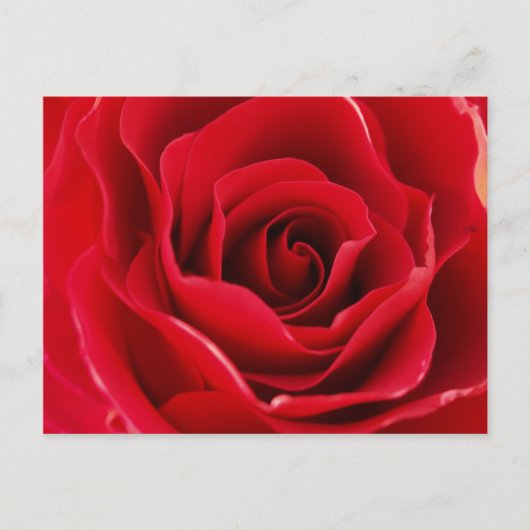 Rosa roja postkarte (Vorderseite)