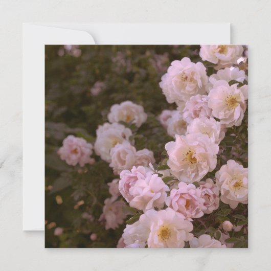Rosa romantische Rose (Vorderseite)