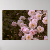 Rosa romantische Rose Poster (Vorne)