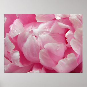 Rosa Romanze blühende Pfingstrosen-Blume mit Poster