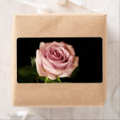 Rosa Rosa (Insitu)