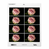 Rosa Rosa (Vorne)