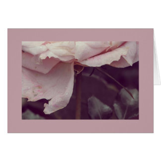 Rosa Rosa