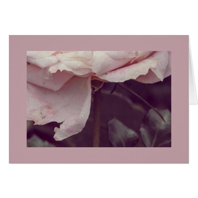 Rosa Rosa (Vorderseite (Horizontal))