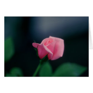 Rosa Rosa