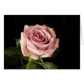 Rosa Rosa (Vorderseite (Horizontal))