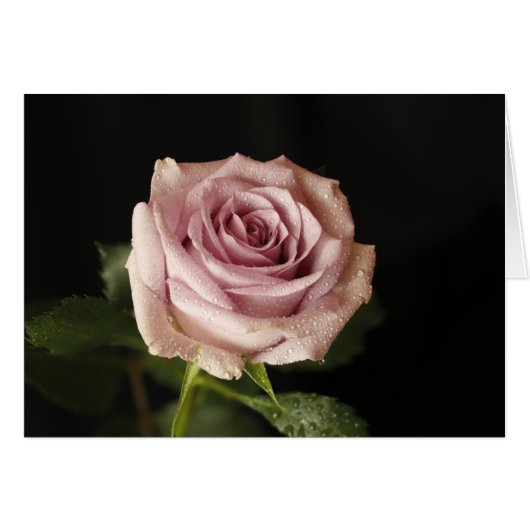 Rosa Rosa (Vorderseite (Horizontal))