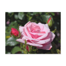 Rosa Rosa Blume glücklich Geburtstag. Liebe, Freun