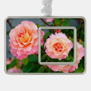 Rosa Rosa Blume in einem Gartenposter Rahmen-Ornament Silber
