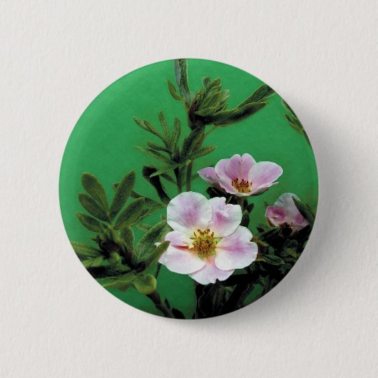 Rosa Rosa-Blume in grün, elegant Button (Vorderseite)