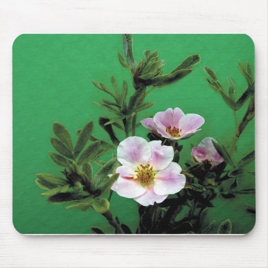 Rosa Rosa-Blume in grün, elegant Mousepad (Vorne)