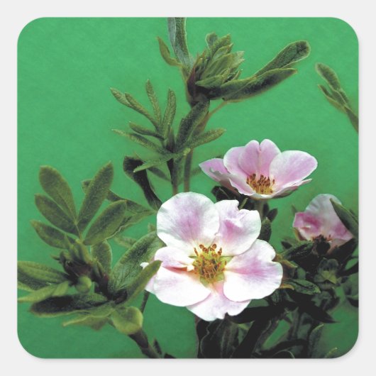 Rosa Rosa-Blume in grün, elegant Quadratischer Aufkleber (Vorderseite)