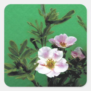 Rosa Rosa-Blume in grün, elegant Quadratischer Aufkleber