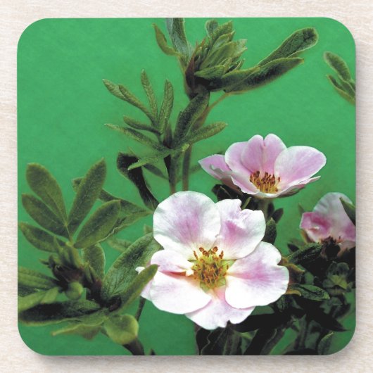 Rosa Rosa-Blume in grün, elegant Untersetzer (Vorderseite)