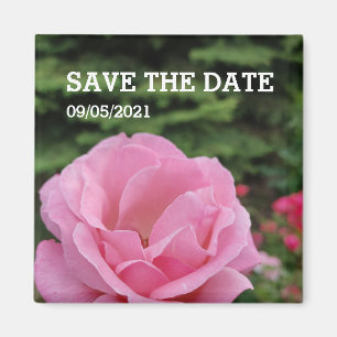 Rosa Rosa-Blume-Magnet Magnet