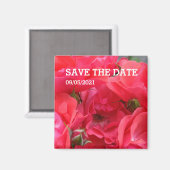 Rosa Rosa-Blume-Magnet Magnet (Vorderseite/Rückseite)