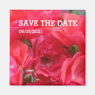 Rosa Rosa-Blume-Magnet Magnet