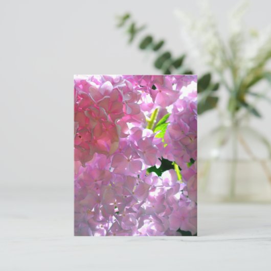 Rosa, rosa Blume, rosa, rosa, rosa Hydrangeas Postkarte (Stehend Vorderseite)