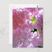 Rosa, rosa Blume, rosa, rosa, rosa Hydrangeas Postkarte (Vorne/Hinten)
