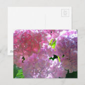 Rosa, rosa Blume, rosa, rosa, rosa Hydrangeas Postkarte (Vorne/Hinten)