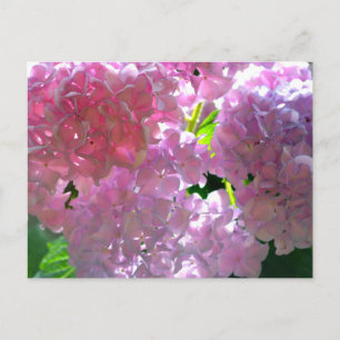 Rosa, rosa Blume, rosa, rosa, rosa Hydrangeas Postkarte