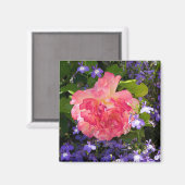 Rosa Rosa Blume unter den blauen Lobebelia-Blume Magnet (Vorderseite/Rückseite)