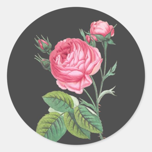 Rosa Rosa Blütenzeit Runder Aufkleber (Vorderseite)