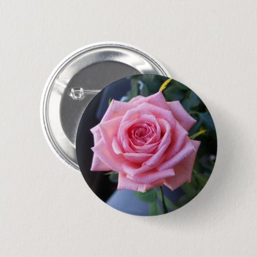 Rosa Rosa Button (Vorne & Hinten)