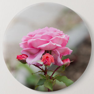 Rosa Rosa drei rote Knospen Button