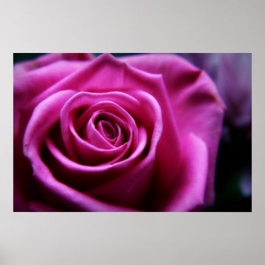 Rosa Rosa-Druck Poster (Vorne)