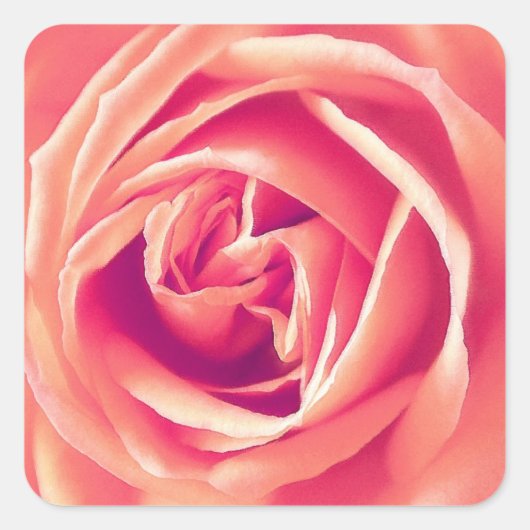 Rosa-Rosa-Druck Quadratischer Aufkleber (Vorderseite)