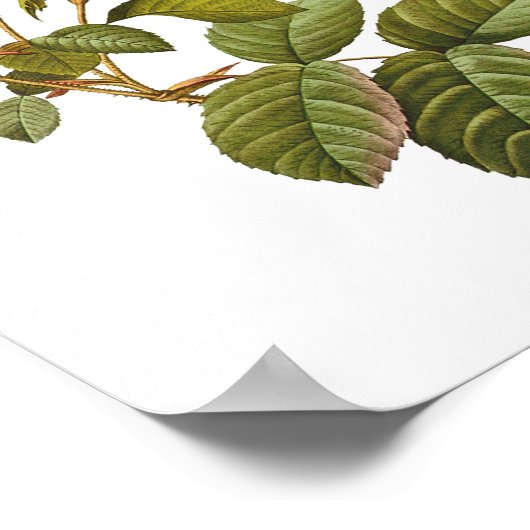 Rosa-Rosa-Druckvorlage Vintag Poster (Ecke)