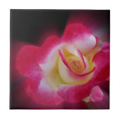 Rosa-Rosa Fliese (Vorderseite)