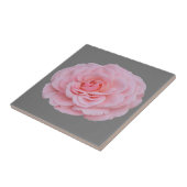 Rosa Rosa Fliese (Seite)
