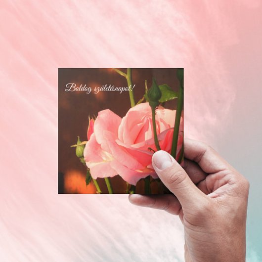 Rosa Rosa Foto - Ungarischer Geburtstag