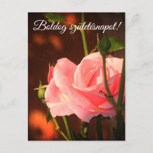 Rosa Rosa Foto - Ungarischer Geburtstag Postkarte