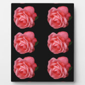 Rosa Rosa Fotoplatte (Vorderseite)