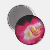 Rosa-Rosa Magnet (Vorderseite/Rückseite)