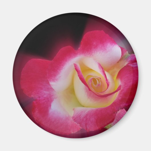 Rosa-Rosa Magnet (Vorne)