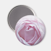 Rosa Rosa Magnet (Vorderseite/Rückseite)