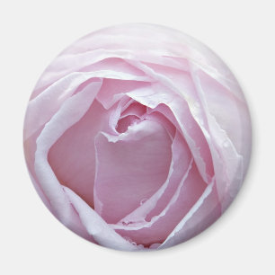 Rosa Rosa Magnet